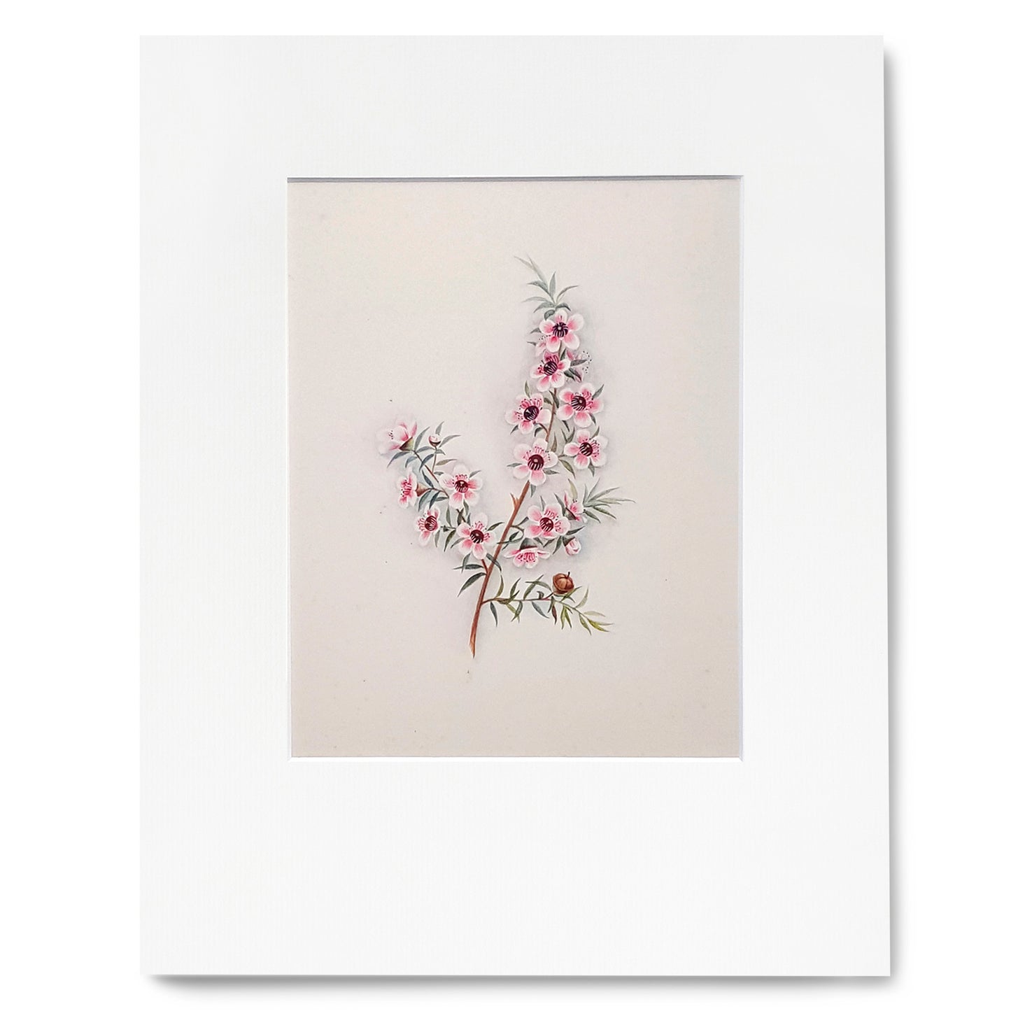 Fanny Osborne Mānuka Print