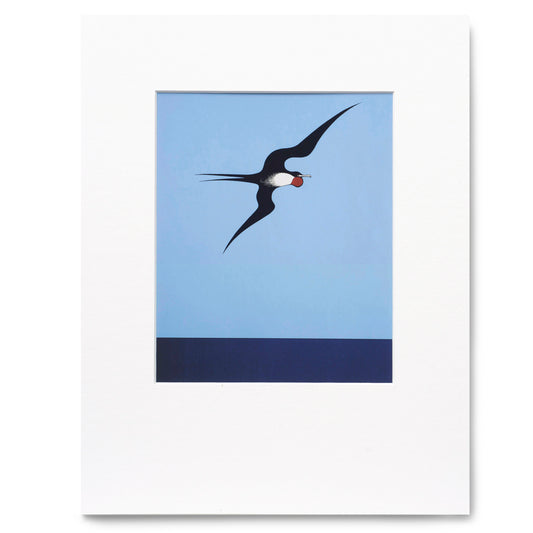Don Binney Pacific Frigate Bird Print