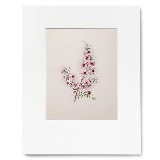 Fanny Osborne Mānuka Print