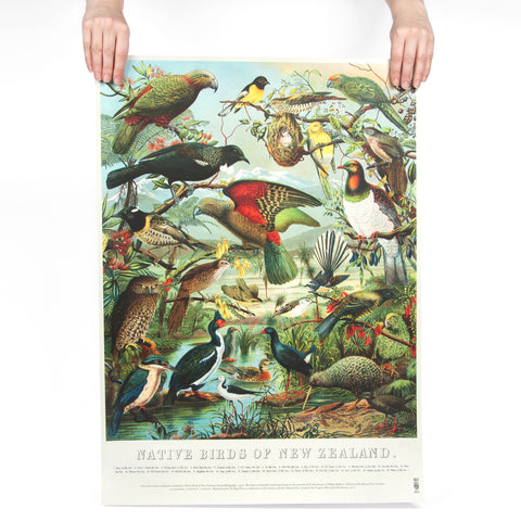 Native Birds Poster
